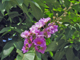Pink Cassia - Cassia Bakeriana.jpg