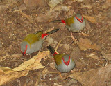 Red-browed finches.jpg