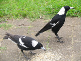 Australian Magpies.jpg