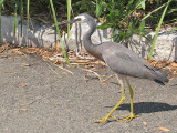 Whitefronted Heron - Vithuvad hger.jpg