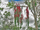 Australian Mistletoe - Amyema pendulum.jpg
