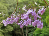 Jacaranda mimosifolia.jpg
