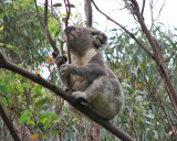 Koala.jpg