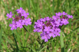 Wild flowers.jpg