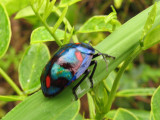 Cotton Harlequin Bug.jpg