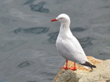 Silver Gull.jpg