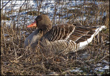 Greylag - Grgs.jpg