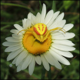 Blomkrabbspindel - Misumena vatia jpg