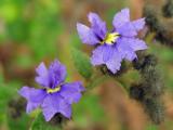Blue Dampiera - Dampiera sylvestris.jpg