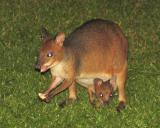 Red-legged Pademelon with Joey at night.jpg