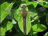 Somatochlora metallica - Metalltrollslnda jpg