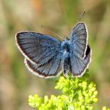 Polyommatus semiargus - ngsblvinge.jpg