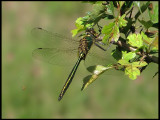 Somatochlora metallica - Metalltrollslnda .jpg