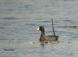 Foulque dAmrique, tangs de Maskinong 17 06 09 036P.jpg