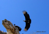 Urubu noir , Huatulco 2008 157P.jpg