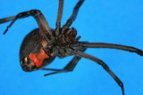 Brown Widow 043009 10r.jpg