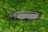 Florida Blister Beetle 13.jpg