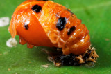 Ladybug Larvae sucking down a Fig Whitefly immature r.jpg