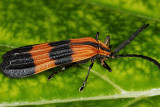 Reticulated Net-winged Beetle 4r.jpg