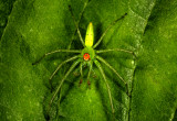 Magnolia Green Jumping Spider Lyssomanes viridis 050308r2.jpg