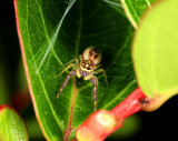 Jumping Spider