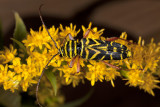 Locust Borer Beetle megacyllene robiniae 2r.jpg