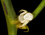 Crab Spider 100209 7 gfr1.jpg