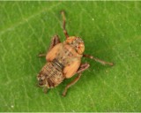 Leaf Hopper Immature 050308 2r.jpg