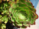 DSC04064.JPG