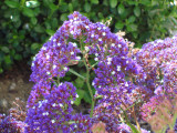 DSC04066.JPG