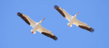 White Pelicans in Illinois