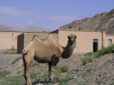 First camel sighting!