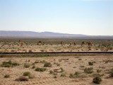 Camels!!! NOW were in the desert!