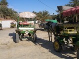 Tozeur - an oasis town in SW Tunisia - horse & buggy ride upon our arrival