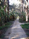 Tozeur date plantation