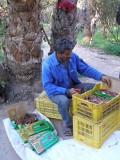 Tozeur date plantation - man selling dates