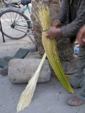 Tozeur date plantation - how they fertilize dates - by hand