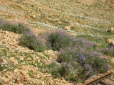 Wildflowers everywhere - Selja Gorge