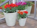 Meijer Gardens entrance - tulips