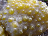 Sea Bubble, Colomenia sinuosa