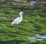 Snowy egret