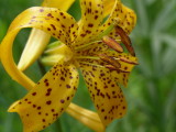 Eastern Sierra Wildflowers 9