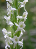 Eastern Sierra Wildflowers  12