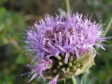 Eastern Sierra Wildflowers 14