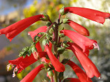 Penstemon