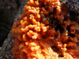 Sulfur Sponge, Aplysina fistularis