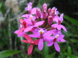 .Epidendrum secundum