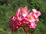 36.Begonia sp., Begoniaceae