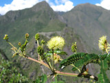 4.Mimosa revoluta  Huarango  Michi ccallo MIMOSACEAE