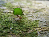 Amazonia